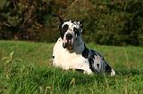 DOGUE ALLEMAND 872